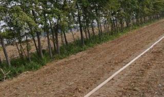 25公分的銀杏樹(shù)價(jià)格 25公分的銀杏樹(shù)價(jià)格