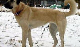 大型寵物狗的品種及圖片