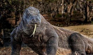 孟加拉巨蜥印度事件原視頻 孟加拉巨蜥印度事件原視頻