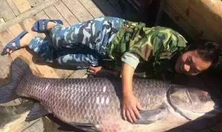 千島湖180斤大魚王 千島湖180斤大魚王