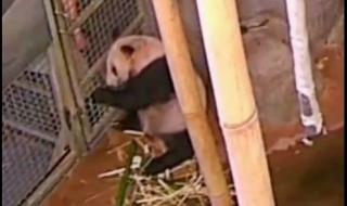 動物園又更新丫丫視頻了 動物園又更新丫丫視頻了