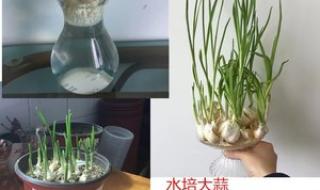 觀察日記《大蒜》 三年級植物觀察記錄卡作業(yè) 觀察日記《大蒜》 三年級植物觀察記錄卡作業(yè)